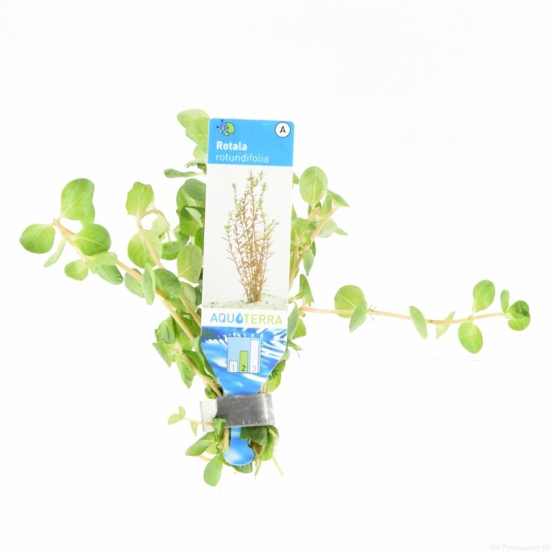 10x Rotala Rotundifolia bos